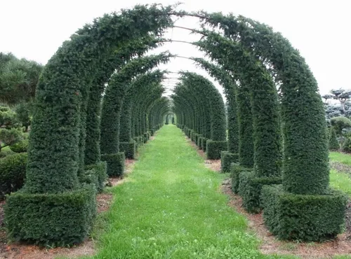 Vista 3 de Semillas de plantas de laberinto, árbol de tejo inglés - 20 semillas