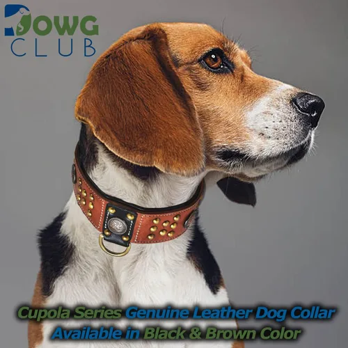 Vista 6 de Collar de perro de la serie 'Cupola' de cuero genuino, conchos celtas y remaches de cúpula dorada, acolchado suave, hecho a mano, ideal para razas