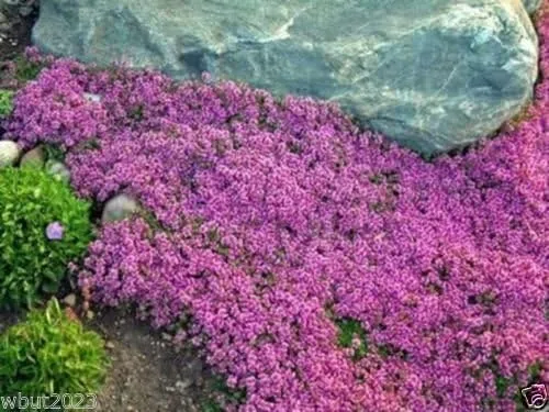 Vista 2 de Semillas de tomillo rastrero - Alfombra mágica - Thymus Serpyllum - Cubierta de suelo perenne!