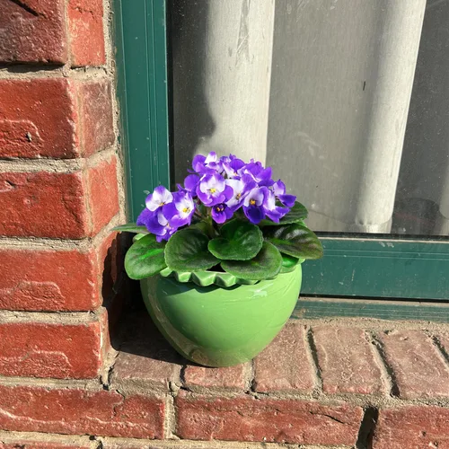 Vista 4 de Maceta para Flores Violeta Africana Verde de Cerámica con Riego Automático 6.5 * 4.6 * 4 pulgadas Maceta Simple para Plantas con Riego Automático