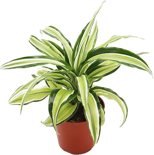 Vista 7 de Dracaena Combo - 4'' de California Tropicals