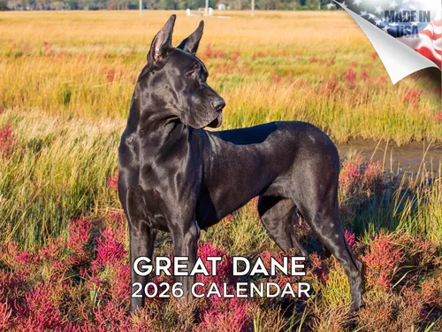 Vista 114 de Calendario de Lebrel Afgano 2025 2026, calendario mensual de pared de raza canina, 12" x 18" abierto, papel grueso sin traspaso, ideal para regalo