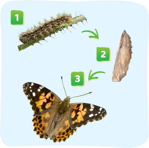 Vista 10 de Jardín Insect Lore para mariposas vivas, NA