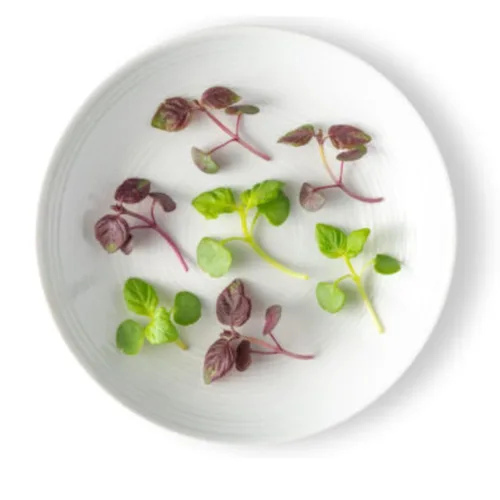Vista 2 de Petite Greens - Shiso Mix - 4 x 4 oz