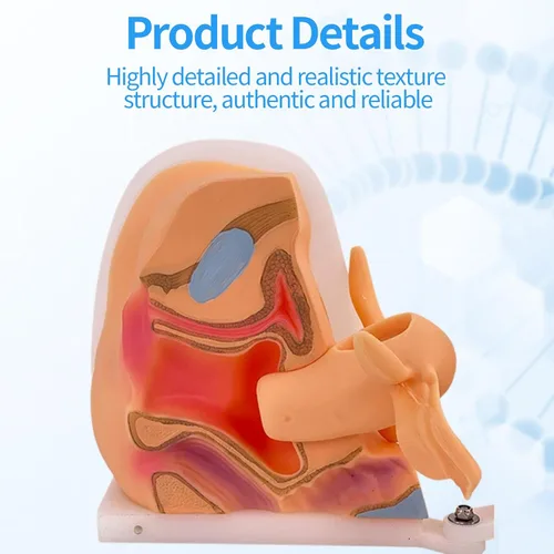Vista 3 de Modelo de maniquí ginecológico femenino, modelo de entrenamiento Iud Modelo de anatomía genitales femeninos Modelo humano con estructura de anatomía