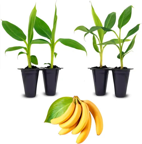 Vista 3 de Plantas de plátano Basjoo (Musa basjoo) (paquete de 4) – Plantas vivas para plantar, plátano resistente al frío para un aspecto tropical exuberante