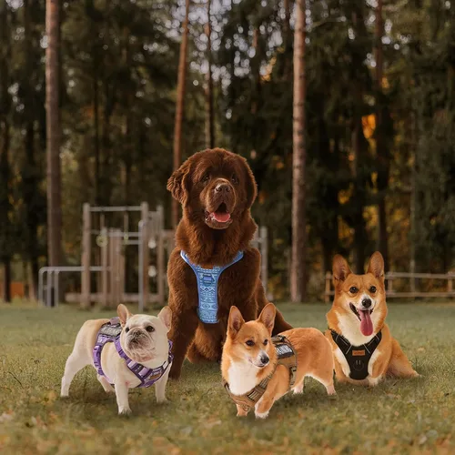 Vista 7 de Arnés para perro sin tirones para perros de tamaño pequeño, chaleco ajustable para caminar fácilmente, material Oxford transpirable, tiras Verde