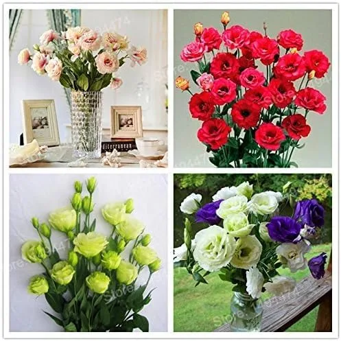 Vista 2 de Nuevo Fresco 100pcs Mezcla Eustoma Semillas de Flor Genérico