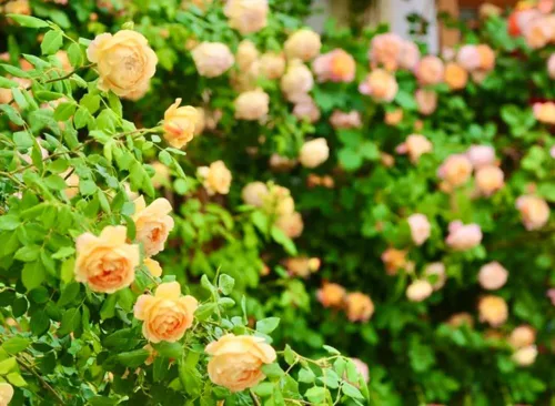 Vista 3 de 100 semillas de rosas trepadoras naranjas, plantas de jardín raras sin OMG