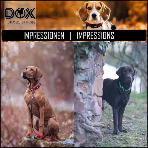 Vista 4 de DDOXX Airmesh - Collar para perro, collares fuertes y ajustables para perros, XS (naranja)