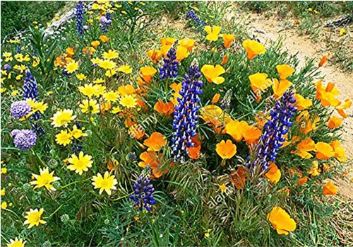 Vista 2 de Flores silvestres mixtas nativas de California: 10,000 semillas aproximadamente