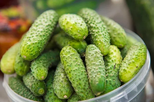 Vista 7 de Pepino Pepino Semillas Tipo Arbusto para Decapado Vegetal para Plantar Semillas No GMO 40