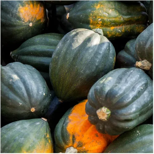 Vista 3 de Everwilde Farms - Semillas de calabaza de invierno de bellota Table Queen de 1 onza - Gold Vault