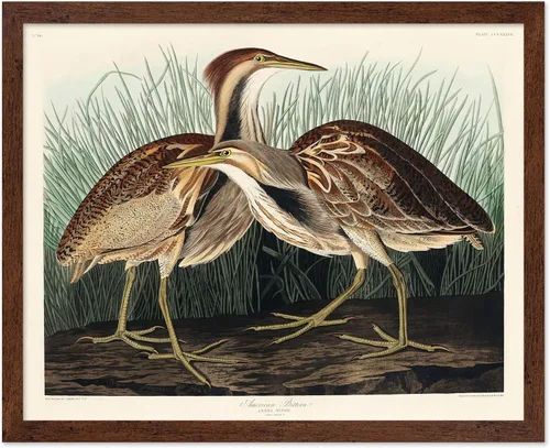 Vista 46 de Poster Master Póster vintage de James Audubon – Impresión retro de amargo americano – Arte de aves de América – Regalo para hombres, mujeres