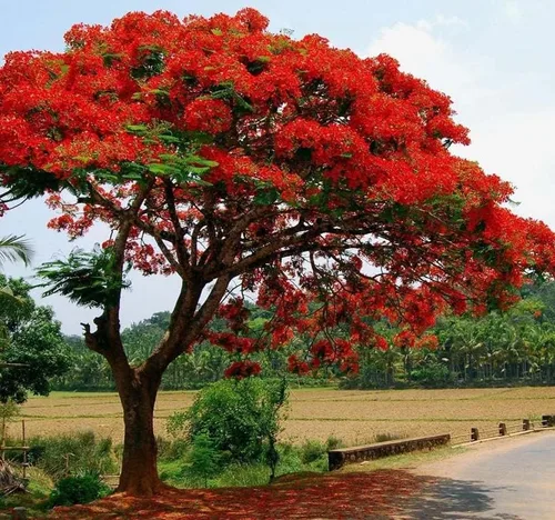 Vista 3 de Delonix regia (árbol extravagante), 5 pétalos arrugados en forma de cuchara, flores de color rojo brillante, elige la cantidad (1 unidad)