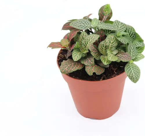 Vista 2 de Planta de Fittonia multicolor -4" de California Tropicals