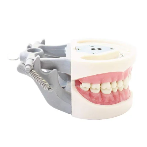 Vista 2 de Modelo de dientes Typodont, con dientes extraíbles, compatible con Kilgore Nissin para enseñanza, estudio