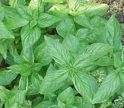 Vista 3 de BULK - Hierba de jardín dulce genovesa de albahaca de 1 libra