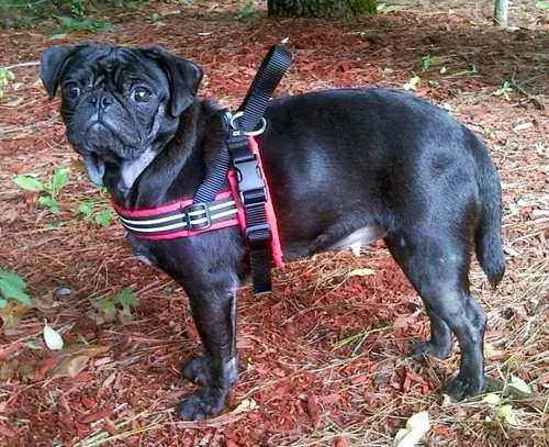 Vista 2 de Arnés de deportes ComfortFlex de PetPDC, Berry American made, designed, cut, assembled, and sewn in the USA, padded reflective harness, integrated