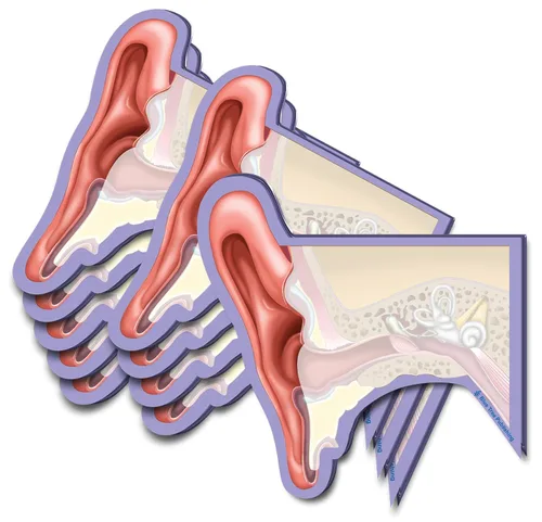 Vista 34 de Notas Adhesivas de Anatomía