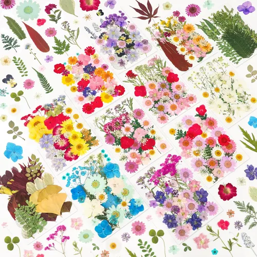 Vista 9 de 412 piezas de flores secas para manualidades, flores secas de naturaleza
