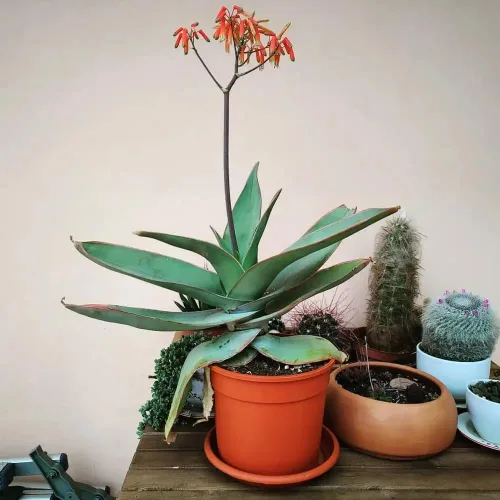 Vista 3 de Plantas de aloe coral (Aloe striata) - Suculenta viva con llamativos bordes rosados y hojas lisas y planas para jardinería en interiores