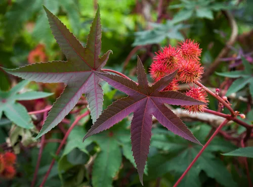 Vista 7 de Outsidepride Semillas de ricino rojo brillante, 15 semillas anuales de flores tropicales de crecimiento rápido para plantar follaje vibrante