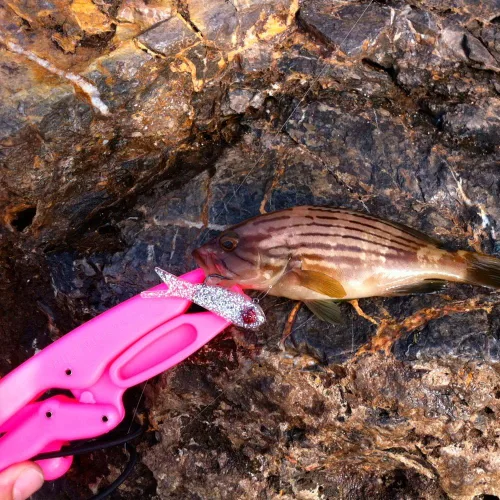 Vista 3 de The Fish Grip Jr.