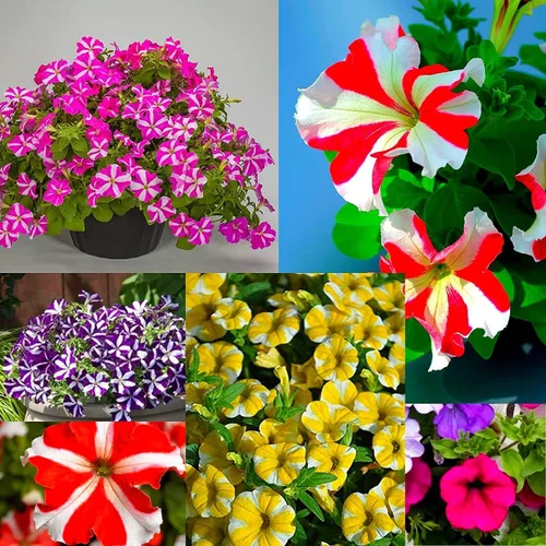Vista 3 de Más de 200 semillas de flores de petunia para plantar, colores mixtos, sin OMG, semillas raras para plantar jardín en casa, semillas, elección