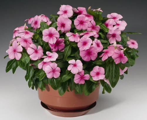 Vista 2 de Semillas Bígaro Madagascar Mix - Vinca - Flores perennes para plantar - Sin OMG