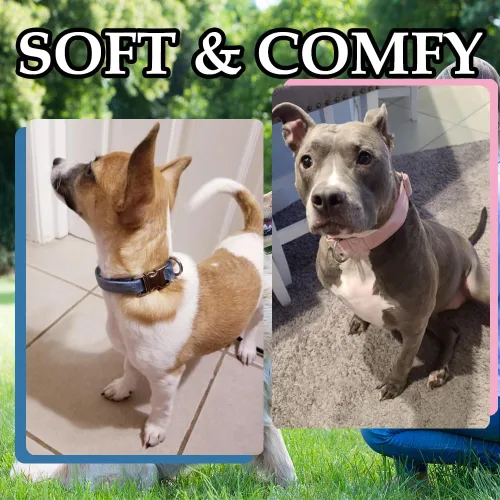 Vista 4 de Bubblepup Collar de terciopelo para perro, collar suave para perros pequeños, medianos y grandes Azul