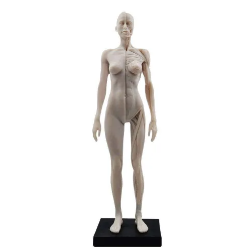Vista 3 de BONEW Modelo del cuerpo de la cabeza del cráneo de la anatomía anatómica humana de la resina de los 30CM del hueso del músculo del modelo masculino