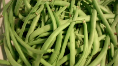 Vista 2 de Harvester Bush Bean - 1/4 lb-Aproximadamente 280 Semillas" - (53 días) Orgánico, Sin tratar