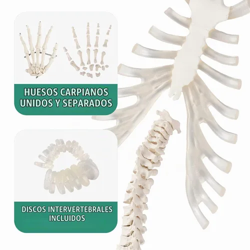 Vista 3 de Houseables Esqueleto humano desarticulado, modelo de esqueleto humano para anatomía, modelo de anatomía, anatómicamente correcto, huesos