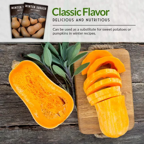 Vista 4 de Semillas de calabaza Butternut para plantar, semillas de vegetales sin OMG, alto rendimiento y cultivo fácil de cultivar para almacenamiento