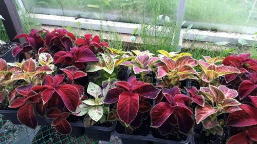 Vista 4 de Semillas Coleus Mix Flores anuales de interior para plantar