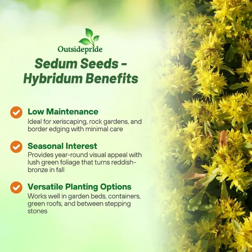 Vista 3 de Outsidepride Hybridum Sedum Seeds - 1000 semillas perennes de cobertura del suelo para plantar, plantas suculentas resistentes al frío y tolerantes