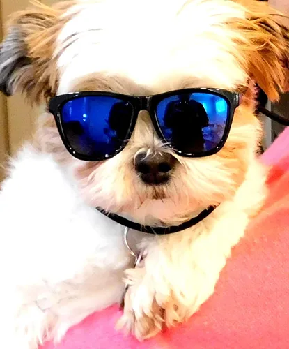 Vista 4 de G014 Dog Cat Pet - Gafas de sol de los años 80 para razas pequeñas de hasta 15 libras (paquete de 2 unidades, negro + espejo negro-azul)