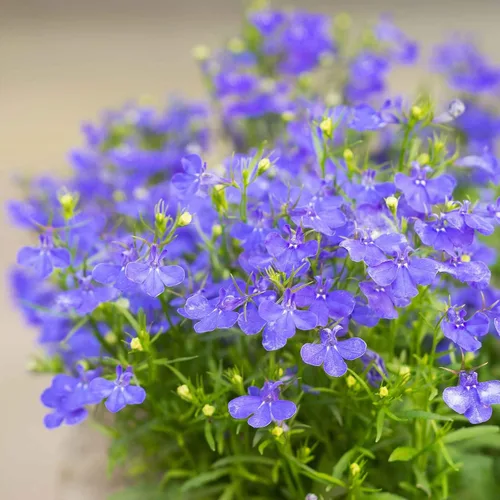 Vista 4 de Eden Brothers Lobelia Seeds - Alfombra Azul