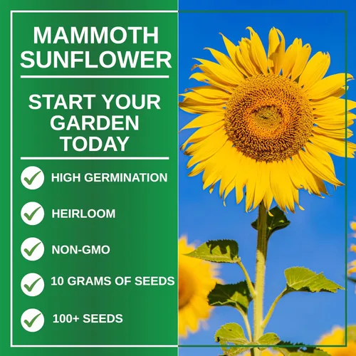 Vista 2 de TKE Farms & Gardens - Semillas de girasol de mamut para plantar, más de 100 semillas de reliquia sin OMG, girasoles altísimos con flores amarillas
