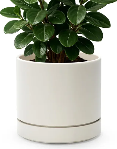 Vista 47 de Phoenix Vine 4 Inch Planter Pot with Drainage Hole & Saucer, Deep Water Catch Tray, Straight Cylindrical Round Pot for Plants, Olive, Pack of 1