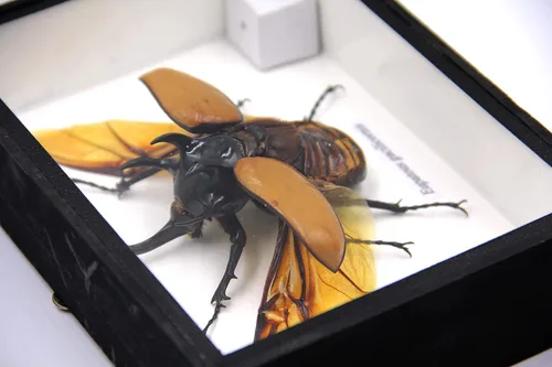 Vista 6 de Escarabajo de 5 cuernos real/Eupatorus Gracilicornis forma voladora taxidermia en caja transparente (caja de madera negra)