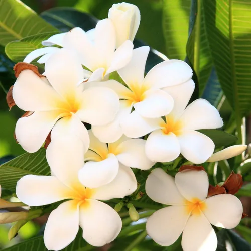 Vista 4 de Corte de plantas de plumeria blanca hawaiana ~ Grow Hawaii