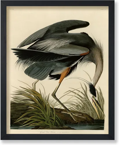 Vista 92 de Poster Master Póster vintage de James Audubon – Impresión retro de amargo americano – Arte de aves de América – Regalo para hombres, mujeres