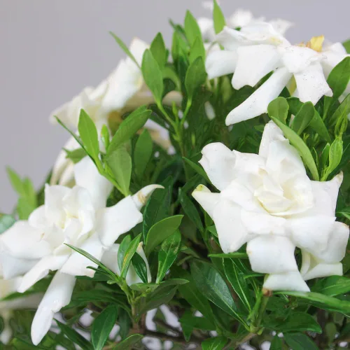 Vista 3 de Brussel”s Bonsai - Árbol bonsai de Gardenia viva para exteriores Árbol bonsái vivo, gardenia, al aire libre, 4 años, 6-8 pulgadas de alto, fácil