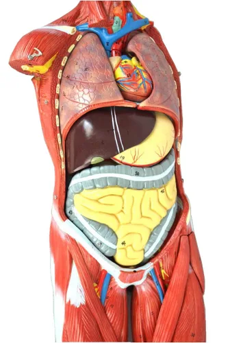 Vista 6 de Wellden Producto Modelo de figura muscular humana anatómica, 27 partes, 1/2 tamaño natural, numerado
