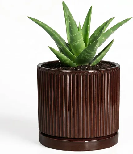 Vista 59 de 8 Inch Flower Pot, Ceramic Planters, Round Plant Pot, Beige