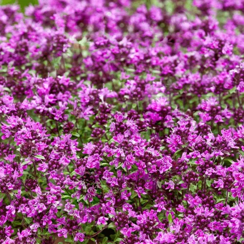 Vista 2 de 100 semillas de tomillo rastrero - Thymus Serpyllum, flor de hierba de tomillo elfo, semillas fragantes de cobertura del suelo, semillas perennes
