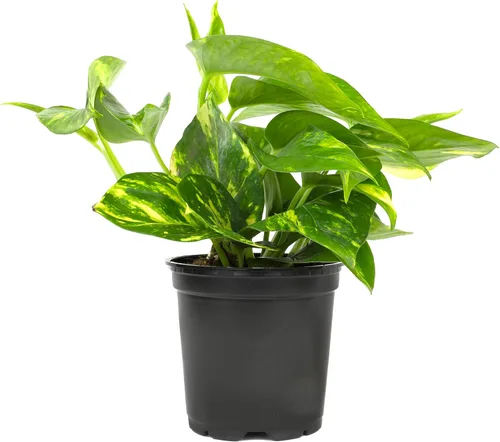Vista 16 de Plants for Pets - Abundantes Pothos y Filodendro (paquete de 6), planta viva de Pothos para decoración, plantas de oficina, plantas reales, planta
