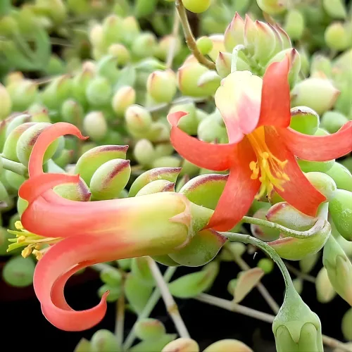 Vista 2 de Cotyledon Pendens - Planta suculenta viva - Maceta de 4 pulgadas Planta de interior rara Suculenta de interior de fácil cuidado